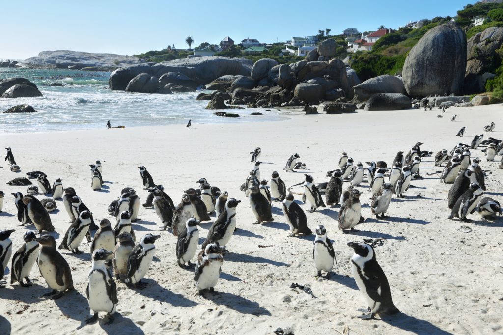 Afrikanische Pinguine am Strand von Boulders Beach