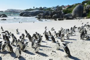 Afrikanische Pinguine am Strand von Boulders Beach