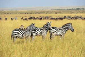 Zebra on grassland in Africa